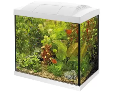 Start 30 tropical kit wit