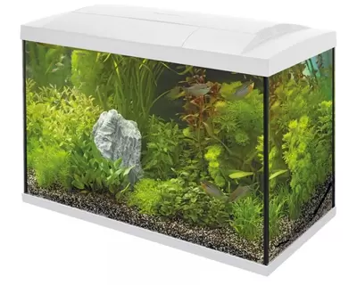 Start 70 tropical kit wit