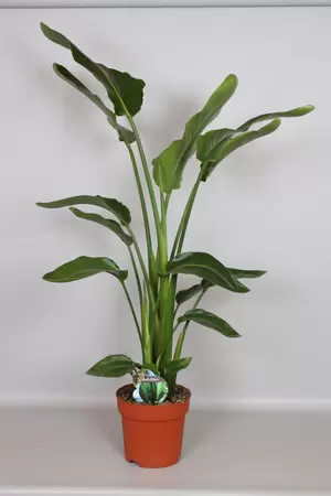 Strelitzia Nicolai p27h150cm