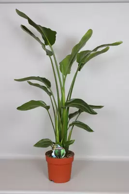 Strelitzia Nicolai p27h150cm