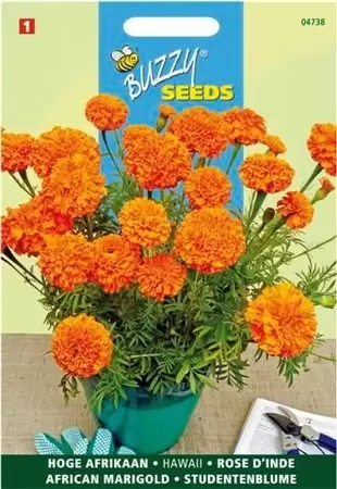 Tagetes er. hawaii fl.pl. 1g - afbeelding 3