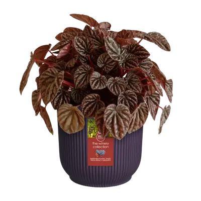 The winery collection 14cm donkerpaars - afbeelding 2