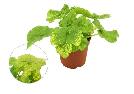 Tolmiea menziesii variegata p12
