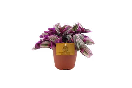 Tradescantia nanouk P12 cm