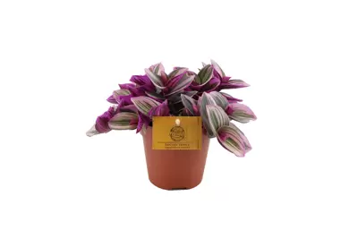 Tradescantia nanouk P12 cm
