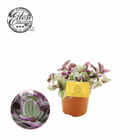 Tradescantia Sweetness P10.5