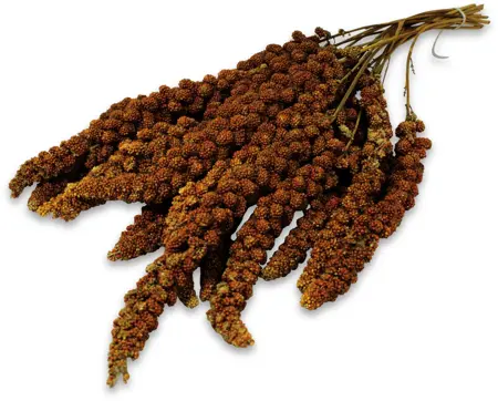 Trosgierst rood 500g - afbeelding 1