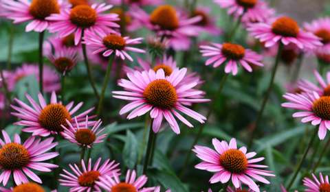 Tuinplanten
