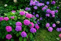 Tuinplanten