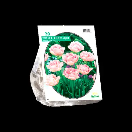 Tulipa dubbel laat angelique 20st