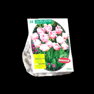 Tulipa dubbel laat upstar per 20
