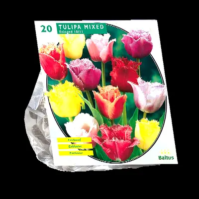 Tulipa gefranjerd mix 20st