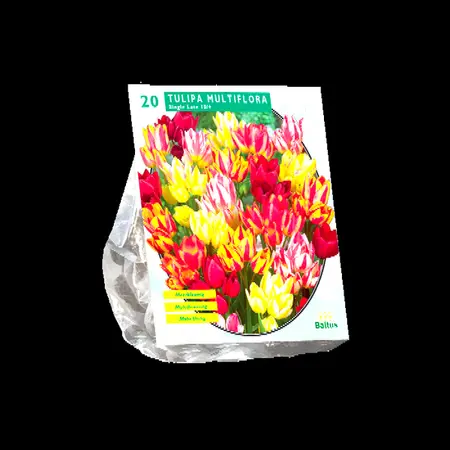 Tulipa multiflora 20st
