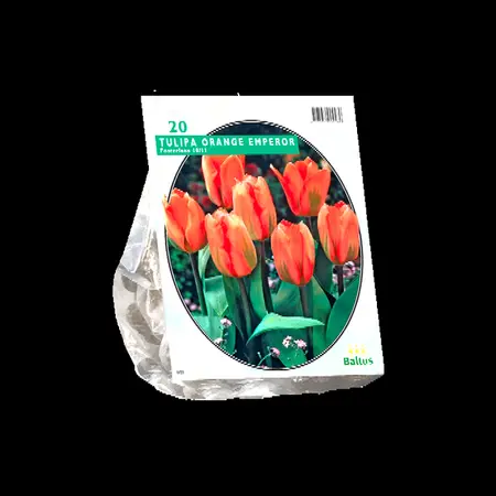 Tulipa orange emperor 20st