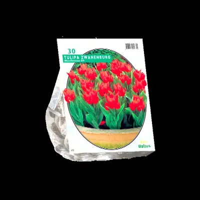 Tulipa praestans zwanenburg 30st
