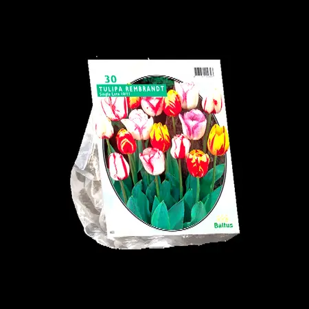 Tulipa rembrandt mix 30st