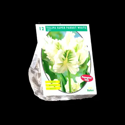 Tulipa super parrot white 12st