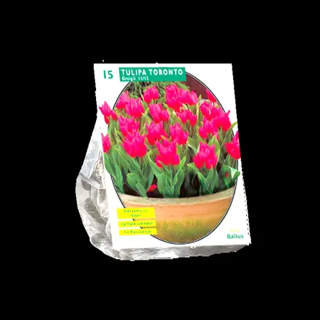 Tulipa toronto. greigii per 15