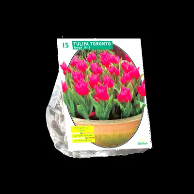 Tulipa toronto. greigii per 15