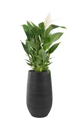 Vaas esra d18h30cm grafiet - afbeelding 2