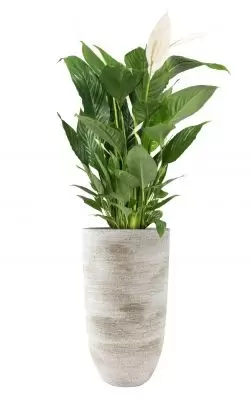 Vaas karlijn d17h30cm earth - afbeelding 2