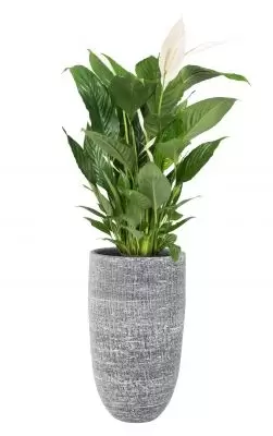 Vaas karlijn d27h50cm antraciet - afbeelding 2