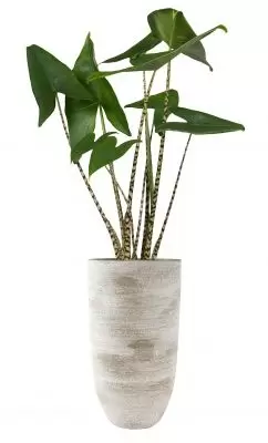 Vaas karlijn d27h50cm earth - afbeelding 2