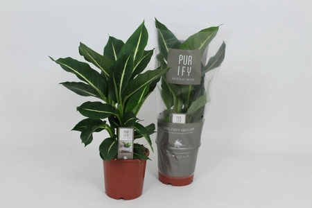 VV Dieffenbachia P17 Green Magic'