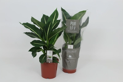 VV Dieffenbachia P17 Green Magic'