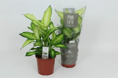 VV Dieffenbachia P17 Summer Style