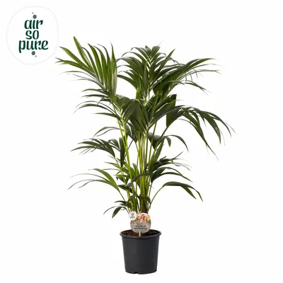 VV Kentia Howea ASP P21 110cm - afbeelding 2