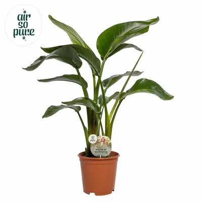 VV Strelitzia Nicolai P21 ASP'