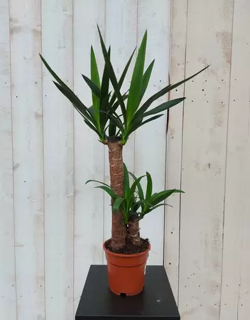 Yucca p17h80cm