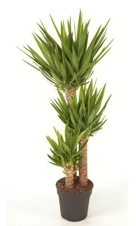 Yucca p24ch120cm