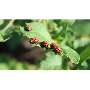 z Aaltjes tegen larven coloradokever H 5 mln/10 m² - afbeelding 2