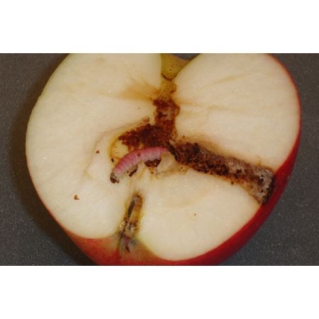 z Aaltjes tegen larven fruitmot FC 10 mln/60 m² - afbeelding 2
