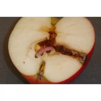 z Aaltjes tegen larven fruitmot FC 10 mln/60 m² - afbeelding 2