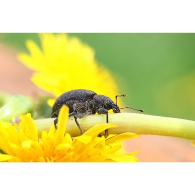 z Aaltjes tegen larven taxus- en snuitkever H 5 mln/10 m² - afbeelding 2