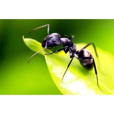 z Aaltjes tegen mieren F 15 mln/30 m²/15 nest - afbeelding 2