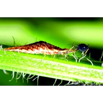 z ECOstyle Gaasvlieg tegen bladluis - afbeelding 2