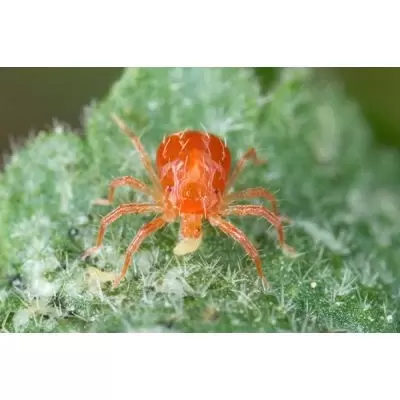 z ECOstyle Roofmijt tegen spint - afbeelding 2