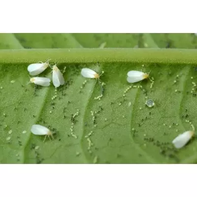 z ECOstyle Sluipwesp tegen larven witte vlieg - afbeelding 2