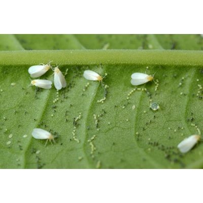 z ECOstyle Sluipwesp tegen larven witte vlieg - afbeelding 2