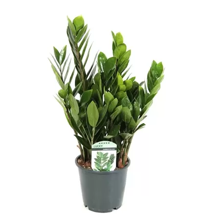 Zamioculcas 11+veren P14cm H45cm