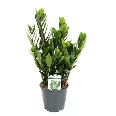 Zamioculcas 11+veren P14cm H45cm