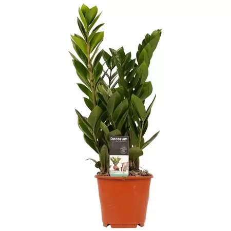 Zamioculcas Lucky Classic p17h55cm