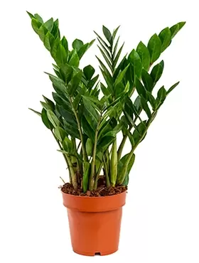 Zamioculcas Lucky Classic p21h70cm