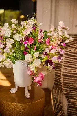 Zijdebloemen en zijdeplanten
