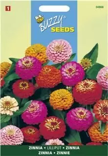 Zinnia elegans liliput pompon 1.5g - afbeelding 1