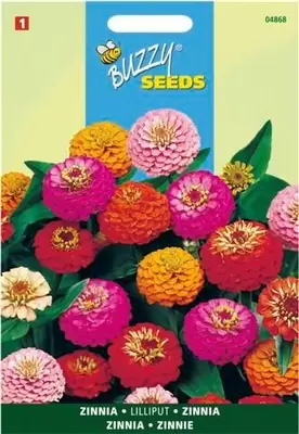 Zinnia elegans liliput pompon 1.5g - afbeelding 3